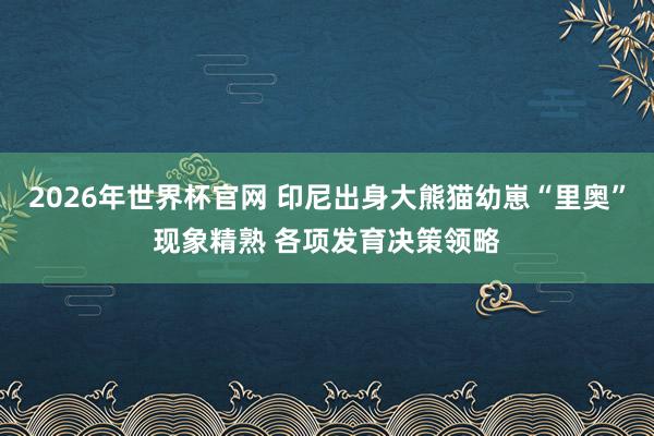 2026年世界杯官网 印尼出身大熊猫幼崽“里奥”现象精熟 各项发育决策领略