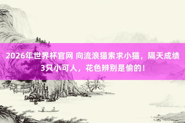 2026年世界杯官网 向流浪猫索求小猫，隔天成绩3只小可人，花色辨别是偷的！