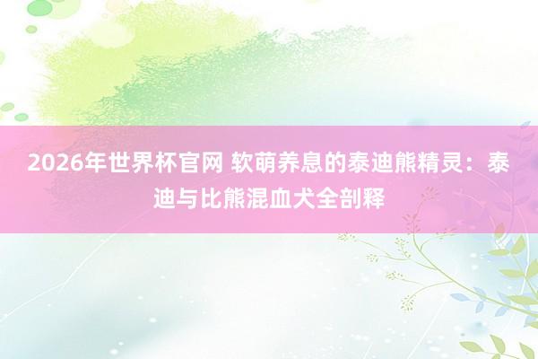 2026年世界杯官网 软萌养息的泰迪熊精灵：泰迪与比熊混血犬全剖释